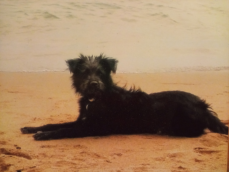 schwarzer struwweliger Hund liegt am Strand