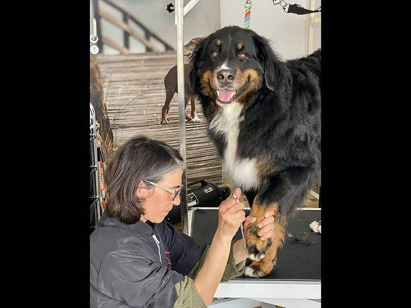 bernersennen hund im hundesalon mit frau die haare an der pfote schneidet