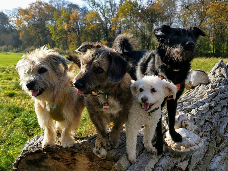 4 hunde stehen auf einem Baumstamm auf einer wiese und schauen an der kamera vorbei