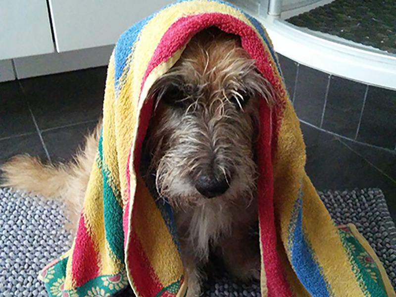 kleiner brauner wuscheliger hund im badezimmer mit einem blau gelb roten Handtuch auf dem kopf