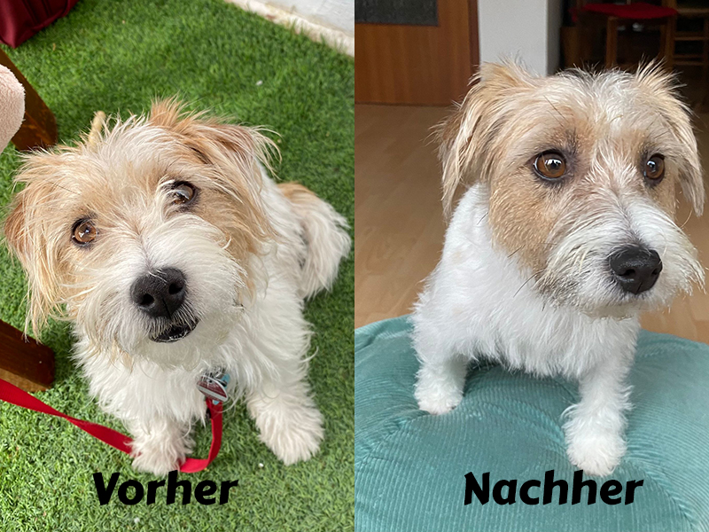 kleiner braun weisser hund auf einem grünen teppich und daneben der gleiche hund frisch gepflegt auf auf einem polstermöbel