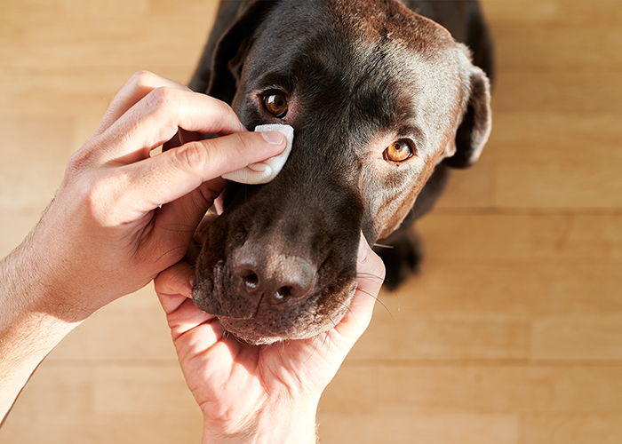 brauner laprador mit einer Hund unter der Schnauze und die andere Hand macht das rechte Auge mit einem wattepad sauber	