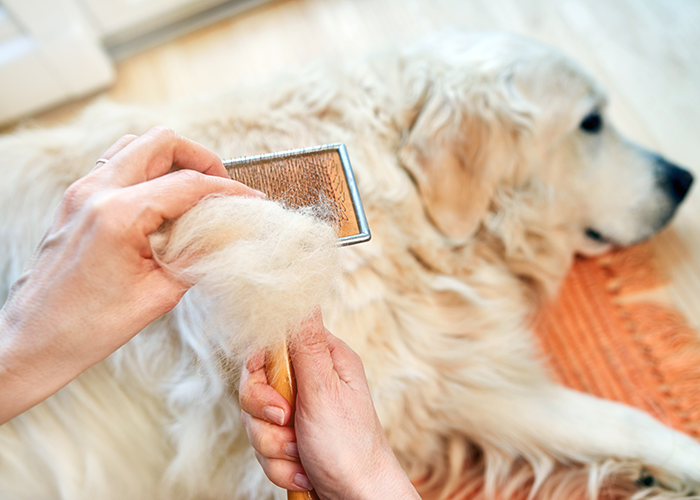 weißer großer Hund liegt auf dem Boden davor hält eine Hand eine bürste in der Hand die voll mit Hundehaaren ist