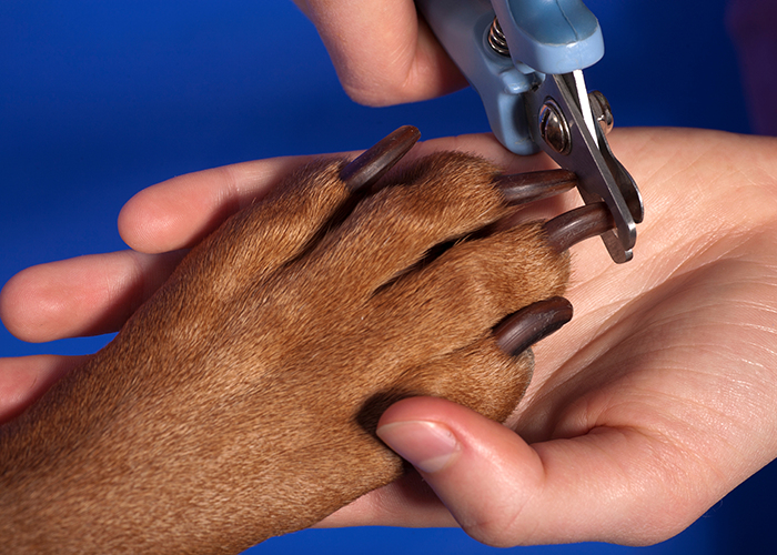 Eine Hundepfote in einer Menschenhand und eine andere hand schneidet eine hundekralle mit einer speziellen schere