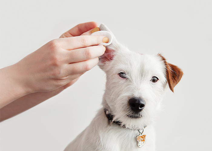 ein kleiner weisser Hunde dem eine Menschenhand das eine Ohr anhebt und es säubert