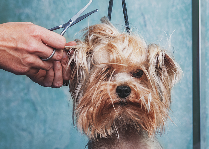 kleiner Hund dem die Haare auf dem kopf mit einer schere geschnitten werden