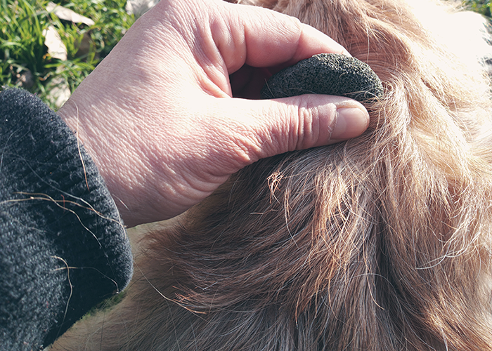 eine hand mit einem Stein in der Hand der durch das Fell eines Hundes gezogen wird